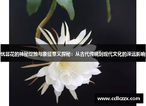 忧昙花的神秘绽放与象征意义探秘：从古代传说到现代文化的深远影响